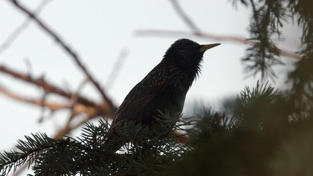 Common Starling silhouette against pale sky, chirping in spruce tree
