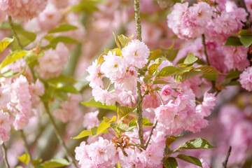 Japanese evening cherry blossoms in the park in spring