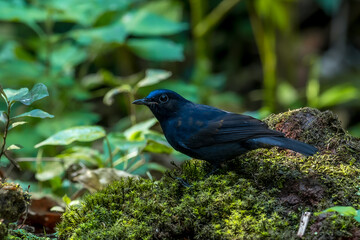 White-tailed Robin body is black and dark blue. The forehead, eyebrows, head, wings are blue. The neck has white spots. The tail is black, the base of the outer pair of tail feathers is white.