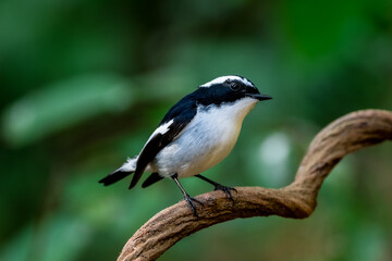 Little Pied Flycatcher The head, upper body, and tail are black. The eyebrows are long. The wing stripes and base of the outer pair of tail feathers are white. The lower body is white. Chiang Mai.