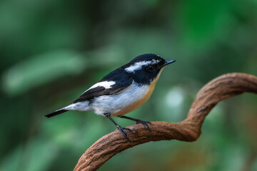 Little Pied Flycatcher The head, upper body, and tail are black. The eyebrows are long. The wing stripes and base of the outer pair of tail feathers are white. The lower body is white. Chiang Mai.