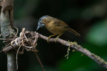 Grey-throated Babbler The body is greenish brown. The forehead and crown have white and black stripes. The eyebrows are long and black. There are white lines connected together in a long line.