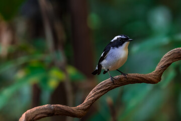 Little Pied Flycatcher The head, upper body, and tail are black. The eyebrows are long. The wing stripes and base of the outer pair of tail feathers are white. The lower body is white. Chiang Mai.