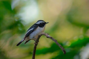 Little Pied Flycatcher The head, upper body, and tail are black. The eyebrows are long. The wing...