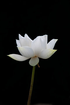 The white lotus on the black background