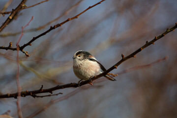 Long Tailed Tit sat on a twig on a sunny winter day, County Durham, England, UK.