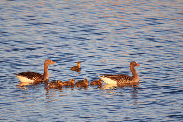 Graugans Familie in der Abendsonne am Anklamer Stadtbruch 