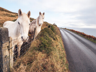 Two white horses by a metal gate in a field, hill and blue cloudy sky in the background, small...