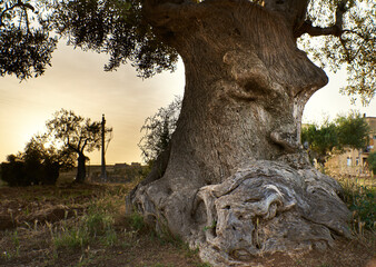 Wise wooden face absorbed in thought spared by Xylella fastidiosa plant pathogen. Ancient olive...