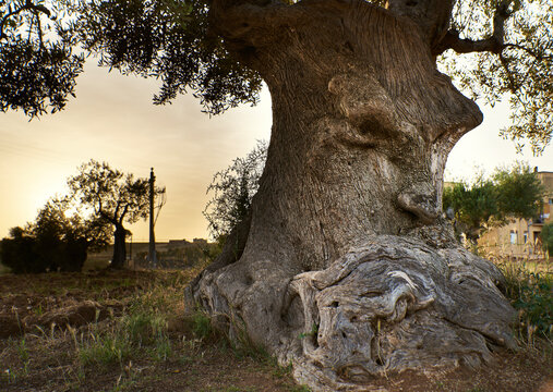 Wise wooden face absorbed in thought spared by Xylella fastidiosa plant pathogen. Ancient olive tree with heedful expression conveys wisdom and insight concept. Thinking and concentration concepts