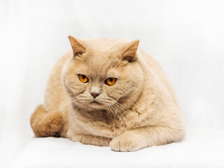Fototapeta premium Tough looking British short hair cat on light background. Studio shot. Selective focus. Hard look in animal eyes.