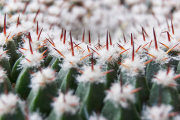 Extreme closeup of green spherical cactus with white fluff and sharp red thorn needles. Image with...