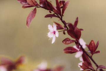 Rosa Kirschblüte am Baum