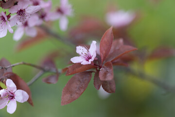 Rosa Kirschblüte am Baum