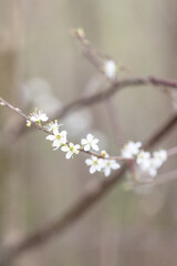 Zarte weiße Blumen an einem Ast