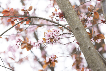 Rosa Kirschblüten am Baum