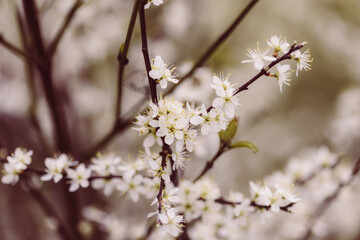 Kleine weiße Blumen an einem Strauch