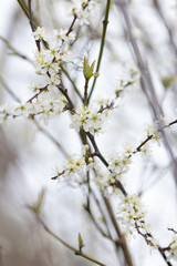 Kleine weiße Blumen an einem Strauch