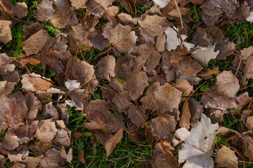 Natural environment of dry leaves on the ground natural texture