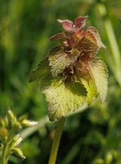 Macro of a feathery plant (lamium purpureum) on the green blurry background