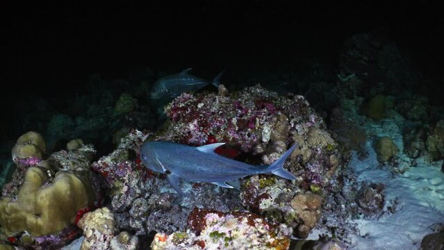 Giant Jackfish closeup shot in the Night - Alimata dive spot in the Southern Maldives