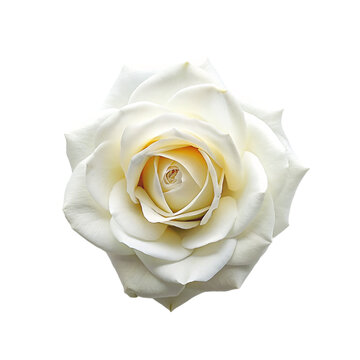 Top view a white rose isolated on transparent background.