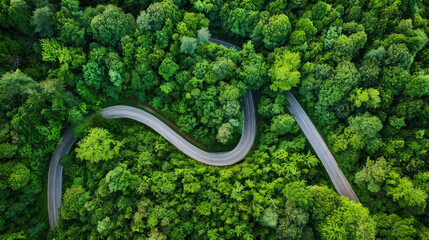 A curving road winds its way through a dense forest of tall trees and lush greenery