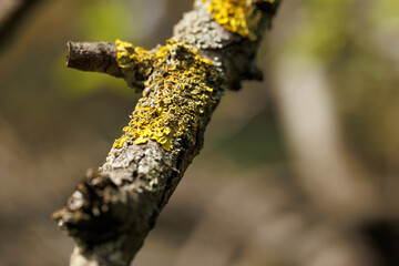 Macro of a fungus on a branch on the blurry background