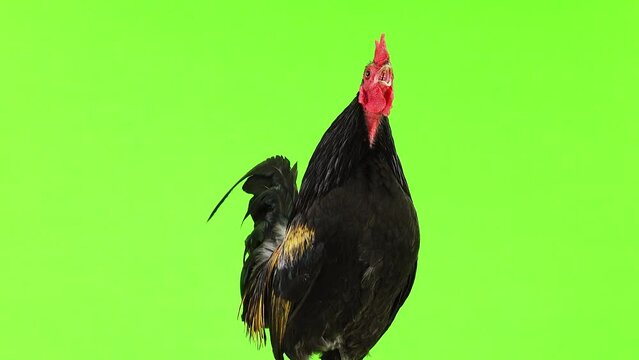rooster on a green screen
