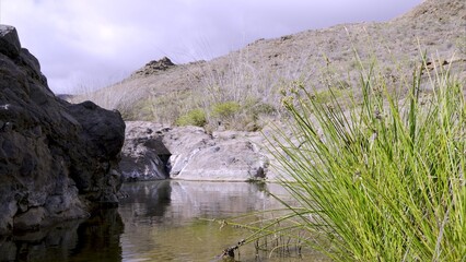 Still water in the river with green plant in the foreground. Copy space