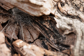 A black spider (Synema Globosum) and its web  in a tree hollow