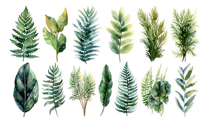Watercolor style, collection of plants and leaves, green tones, transparent background