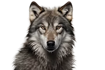 Papier Peint photo Europe du nord Majestic Wolf: Gaze Into the Wild. White or PNG Transparent Background.