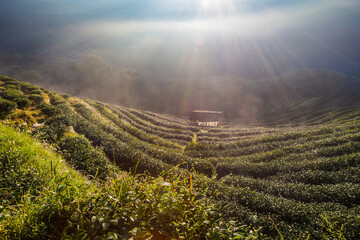 Green tea leaf plantation field morning sun rise golden light