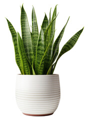 snake plant in modern pot isolated on transparent background