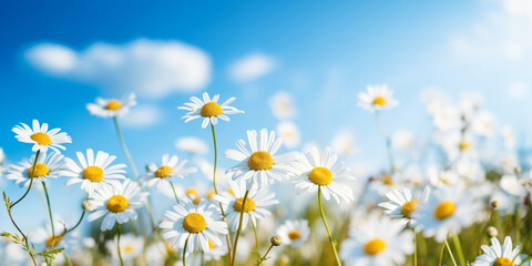 Sunny Field of White Daisies Under a Clear Blue Sky