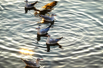 Seagulls swimming on the sea with sunlight in evening