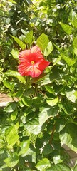 Elevate your garden with the vibrant red hibiscus plant! Known for its striking beauty and large, showy blooms, this plant will add a pop of color to any outdoor space. Easy to care for and a favorite