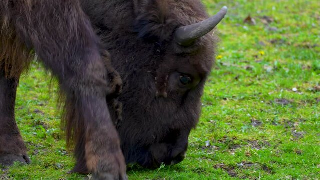 buffalo eats grass on the field