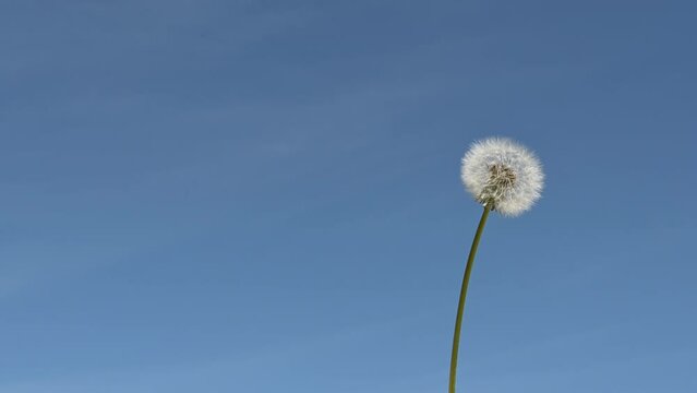 Fluffy white dandelion flower seed head swaying in light spring breeze on a sunny day against blue sky