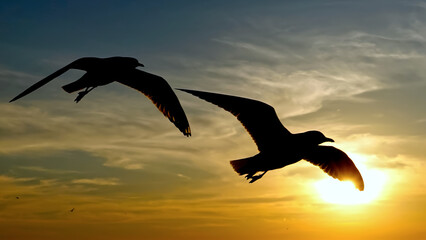 Couple silhouette Seagull birds flying landscape in sunset light.