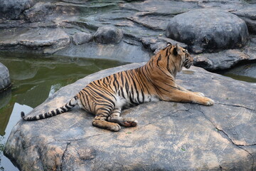 An adult Sumatran Tiger (Panthera tigris sumatrae) posing on the top of the rock. The Sumatran tiger is one of the smallest tigers. Sumatran tigers prefer lowland and hill forests.