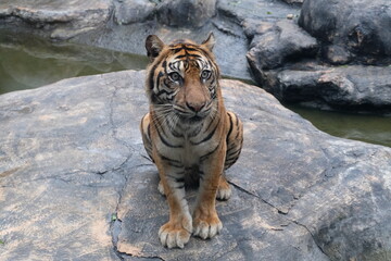 An adult Sumatran Tiger (Panthera tigris sumatrae) posing on the top of the rock. The Sumatran...