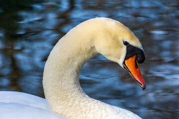 Obraz premium Scxhwan im Wasser