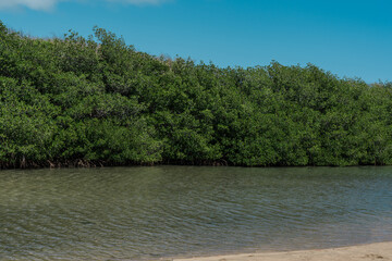 Kaiwi Shoreline Trai, Makapuu HONOLULU OAHU HAWAII。 Rhizophora mangle, the red mangrove, is...