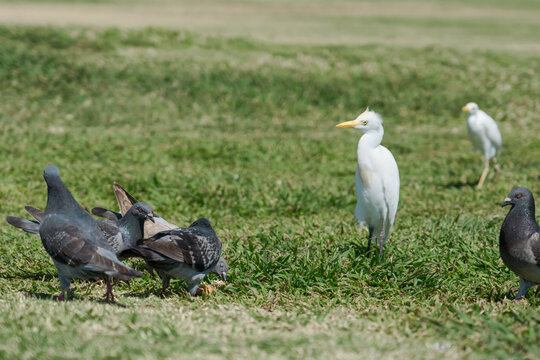 The western cattle egret (Bubulcus ibis) is a species of heron (family Ardeidae) found in the tropics, subtropics and warm temperate zones. Wawamalu Beach Park HONOLULU OAHU HAWAII。 Columba (bird)
