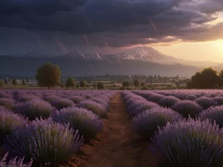 Fotobehang Lavender field sunset and lines © olenakucher