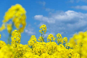 横浜町の菜の花畑。横浜、青森、日本。５月中旬。