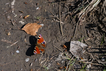 Butterfly Peacock's eye day, Aglais io. Insects, Lepidoptera. Plant pollinator.