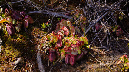 Large plant of Cephalotus follicularis, the Albany pitcher plant, in natural habitat, Western...